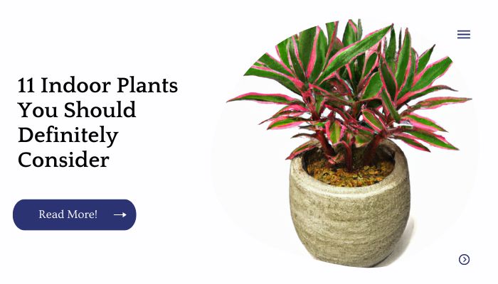 11 Indoor Plants You Should Definitely Consider