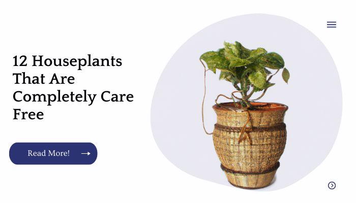 12 Houseplants That Are Completely Care Free