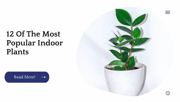 12 Of The Most Popular Indoor Plants (Succulent and Non-Succulent)