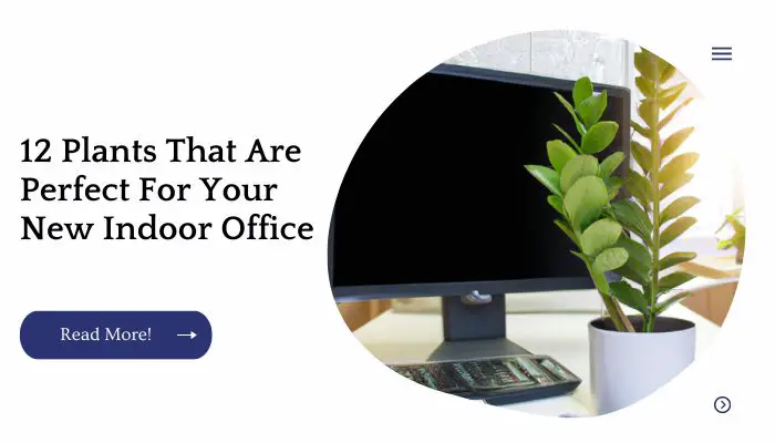 12 Plants That Are Perfect For Your New Indoor Office