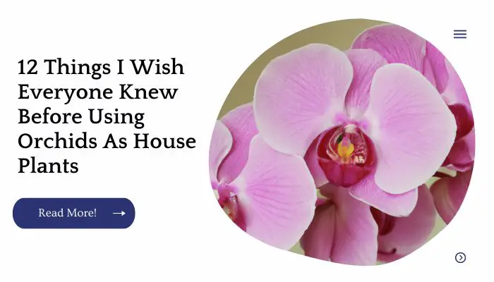 12 Things I Wish Everyone Knew Before Using Orchids As House Plants