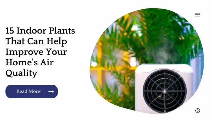 15 Indoor Plants That Can Help Improve Your Home's Air Quality