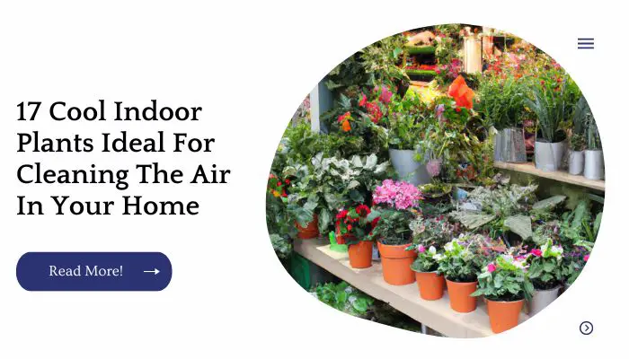 17 Cool Indoor Plants Ideal For Cleaning The Air In Your Home