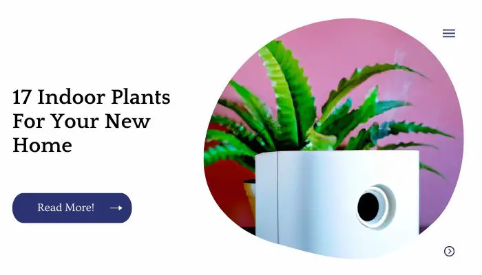 17 Indoor Plants For Your New Home