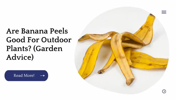 Are Banana Peels Good For Outdoor Plants? (Garden Advice)
