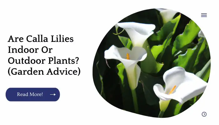Are Calla Lilies Indoor Or Outdoor Plants? (Garden Advice)