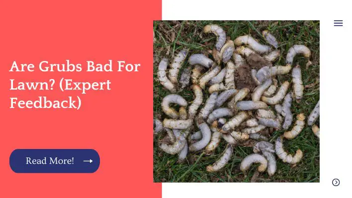 Are Grubs Bad For Lawn? (Expert Feedback)
