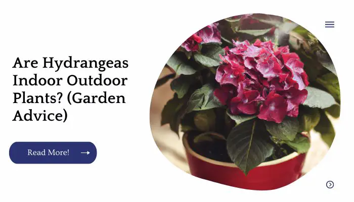 Are Hydrangeas Indoor Outdoor Plants? (Garden Advice)