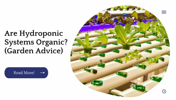 Are Hydroponic Systems Organic? (Garden Advice)