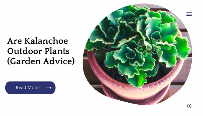 Are Kalanchoe Outdoor Plants (Garden Advice)