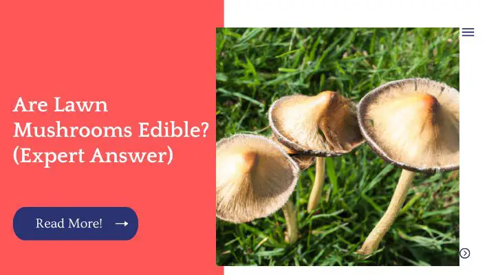 Are Lawn Mushrooms Edible? (Expert Answer)