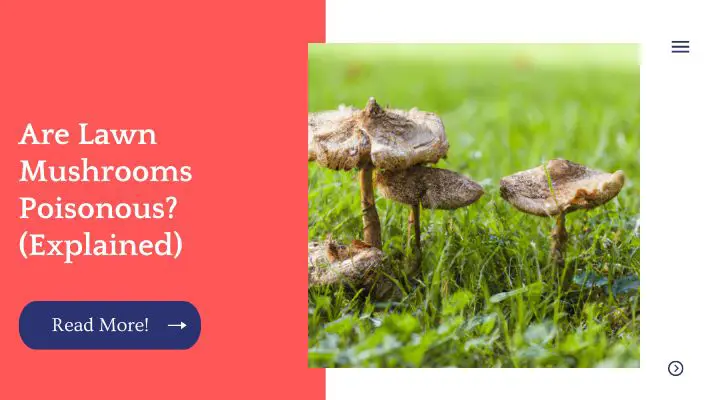Are Lawn Mushrooms Poisonous? (Explained)