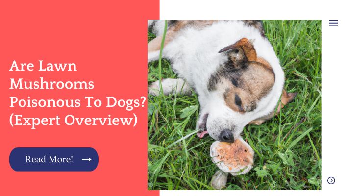 Are Lawn Mushrooms Poisonous To Dogs? (Expert Overview)