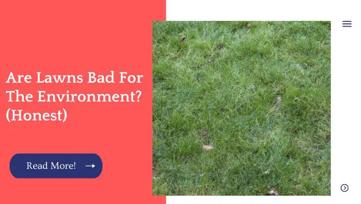 Are Lawns Bad For The Environment?(Honest)