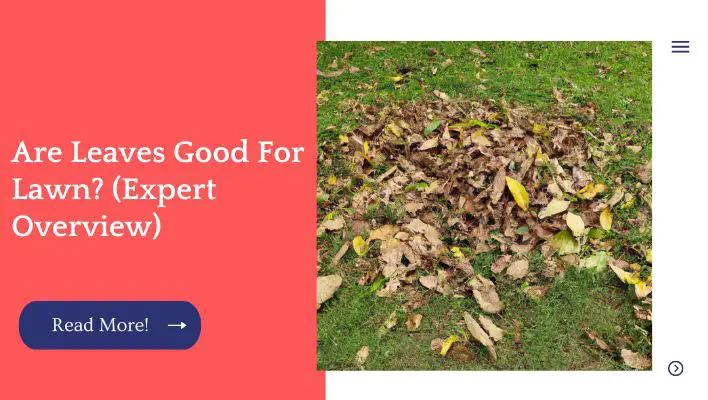 Are Leaves Good For Lawn? (Expert Overview)