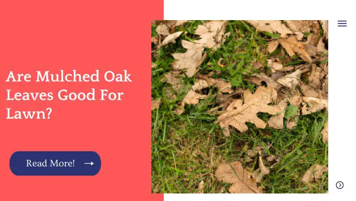 Are Mulched Oak Leaves Good For Lawn?