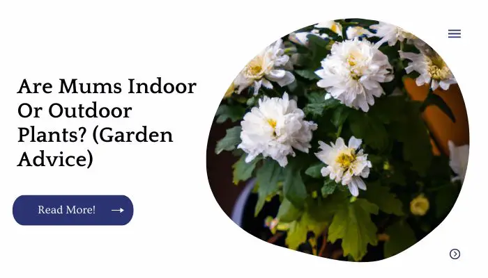 Are Mums Indoor Or Outdoor Plants? (Garden Advice)
