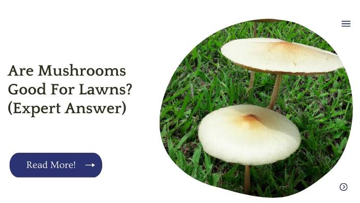 Are Mushrooms Good For Lawns? (Expert Answer)