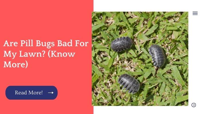 Are Pill Bugs Bad For My Lawn? (Know More)