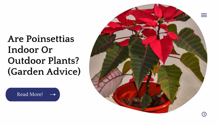 Are Poinsettias Indoor Or Outdoor Plants? (Garden Advice)
