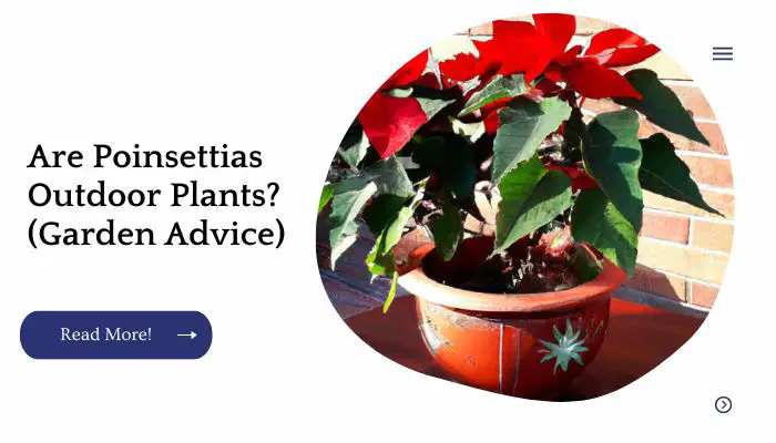 Are Poinsettias Outdoor Plants? (Garden Advice)