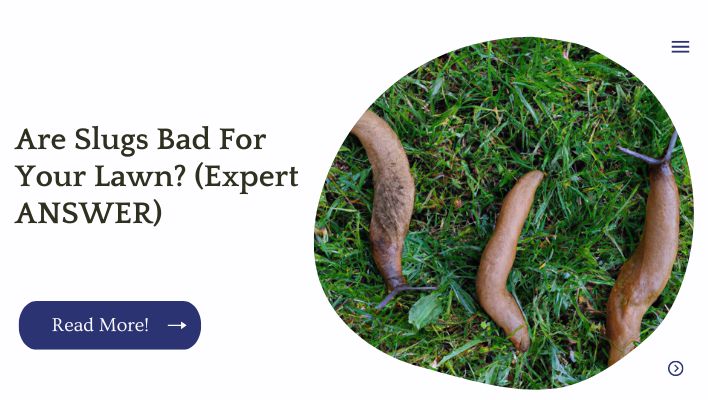 Are Slugs Bad For Your Lawn? (Expert ANSWER)