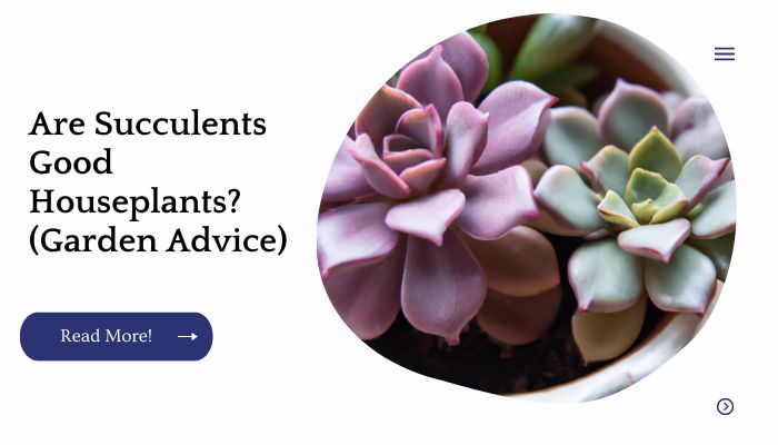 Are Succulents Good Houseplants? (Garden Advice)