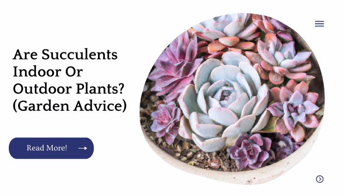 Are Succulents Indoor Or Outdoor Plants? (Garden Advice)