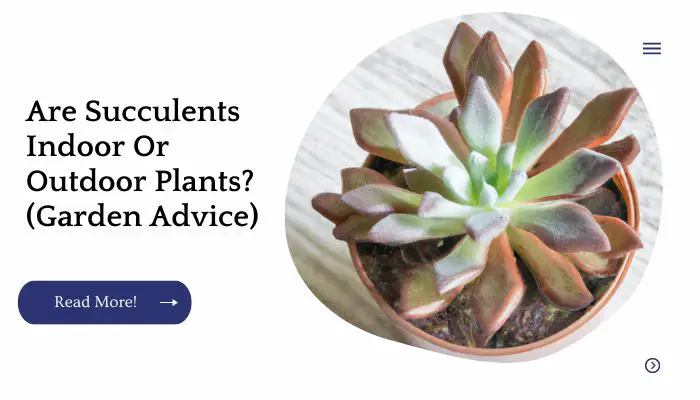 Are Succulents Indoor Or Outdoor Plants? (Garden Advice)