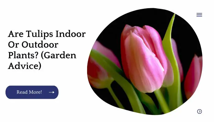 Are Tulips Indoor Or Outdoor Plants? (Garden Advice)