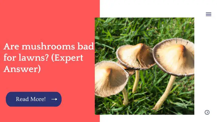 Are mushrooms bad for lawns? (Expert Answer)