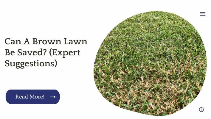 Can A Brown Lawn Be Saved? (Expert Suggestions)