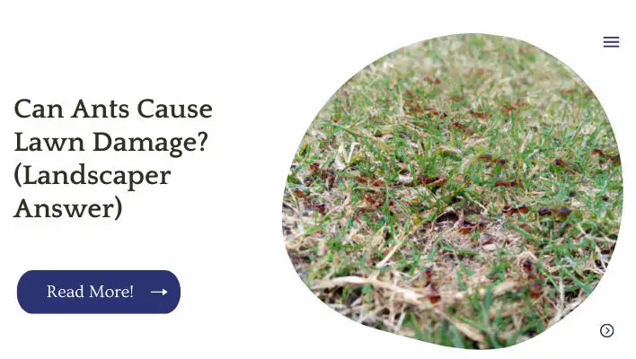 Can Ants Cause Lawn Damage? (Landscaper Answer)