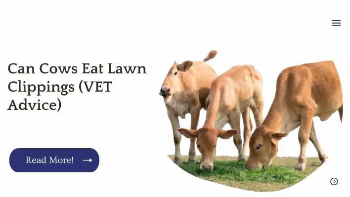 Can Cows Eat Lawn Clippings (VET Advice)