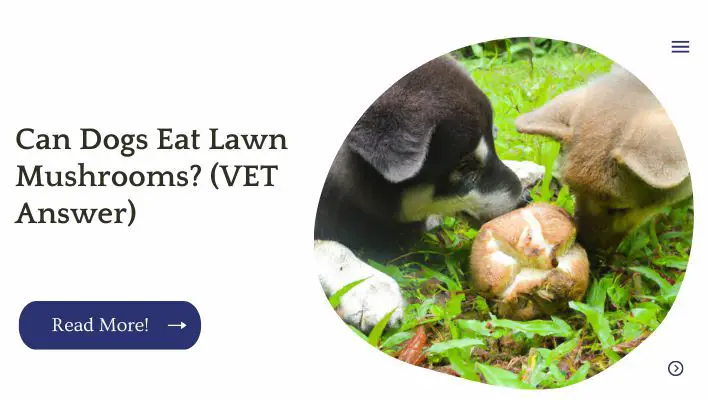 Can Dogs Eat Lawn Mushrooms? (VET Answer)
