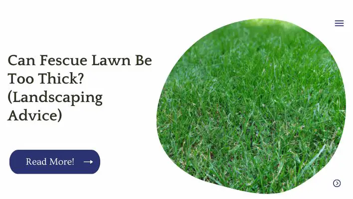 Can Fescue Lawn Be Too Thick? (Landscaping Advice)
