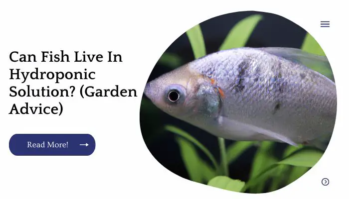 Can Fish Live In Hydroponic Solution? (Garden Advice)