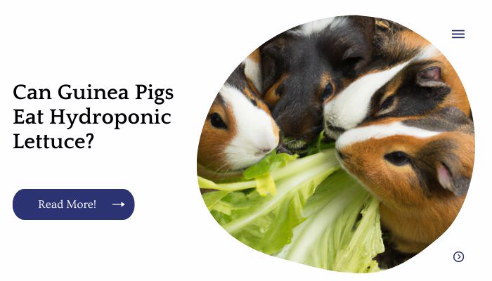 Can Guinea Pigs Eat Hydroponic Lettuce?