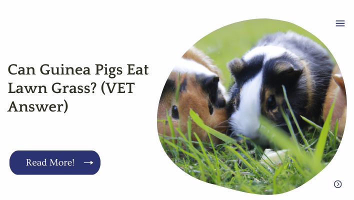 Can Guinea Pigs Eat Lawn Grass? (VET Answer)