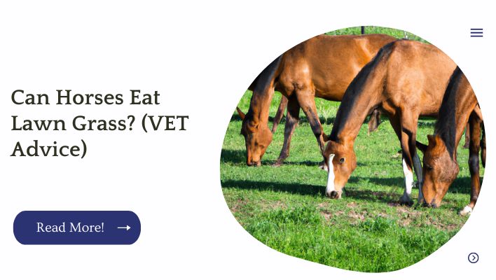 Can Horses Eat Lawn Grass? (VET Advice)