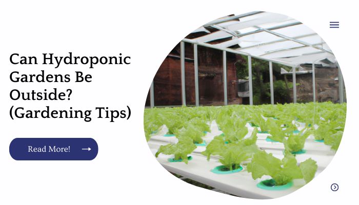Can Hydroponic Gardens Be Outside? (Gardening Tips)