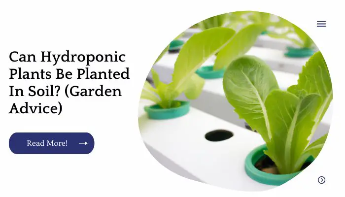 Can Hydroponic Plants Be Planted In Soil? (Garden Advice)