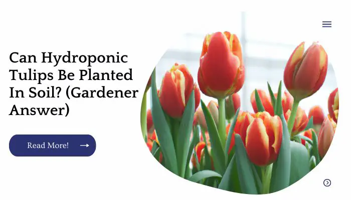 Can Hydroponic Tulips Be Planted In Soil? (Gardener Answer)