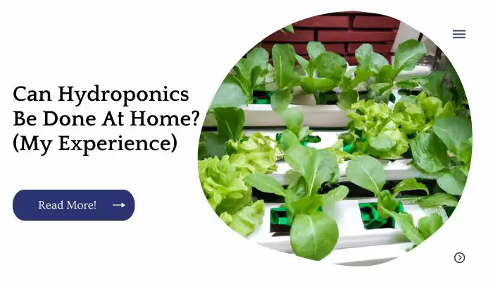 Can Hydroponics Be Done At Home? (My Experience)