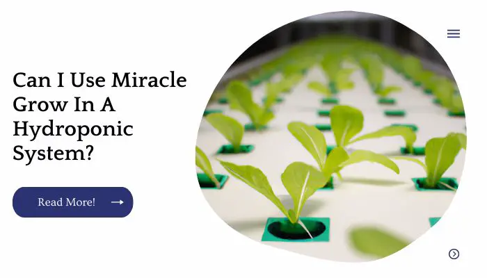 Can I Use Miracle Grow In A Hydroponic System?