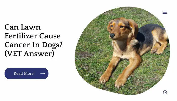 Can Lawn Fertilizer Cause Cancer In Dogs? (VET Answer)