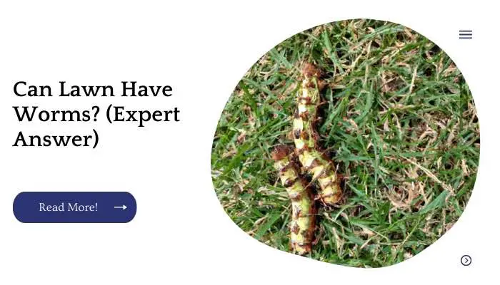 Can Lawn Have Worms? (Expert Answer)