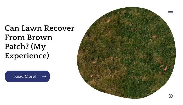 Can Lawn Recover From Brown Patch? (My Experience)
