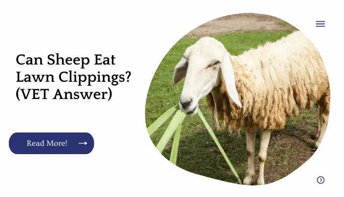 Can Sheep Eat Lawn Clippings? (VET Answer)