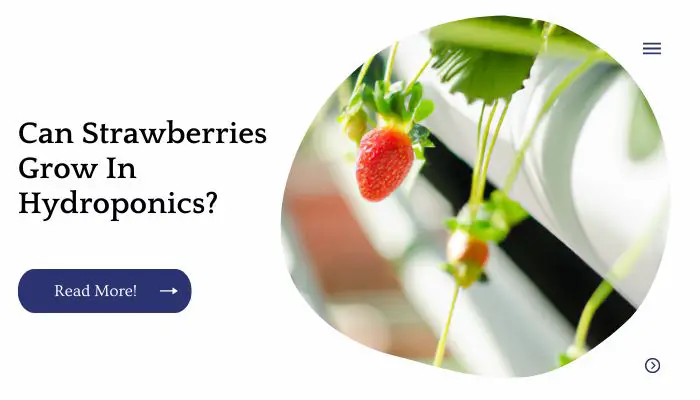 Can Strawberries Grow In Hydroponics?